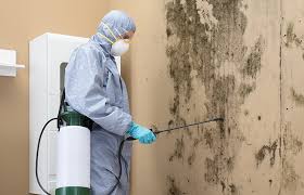 Best Black Mold Removal  in Castle Rock, CO